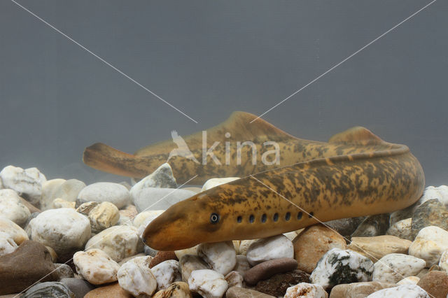 Sea Lamprey (Petromyzon marinus)