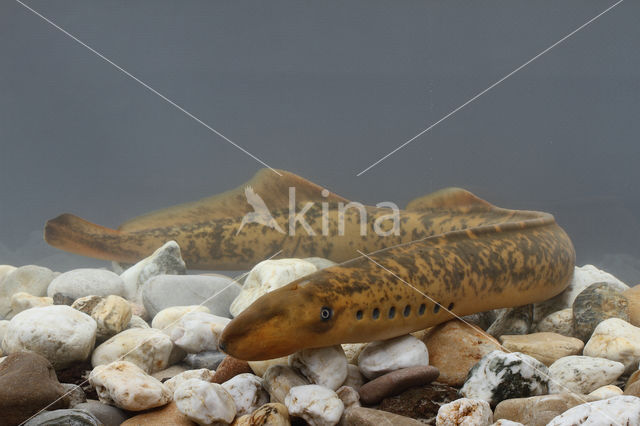 Sea Lamprey (Petromyzon marinus)