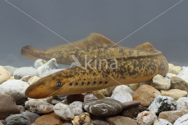 Sea Lamprey (Petromyzon marinus)