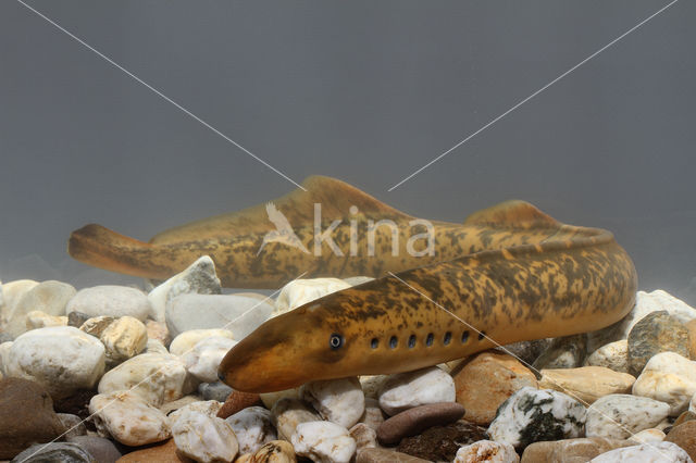 Sea Lamprey (Petromyzon marinus)