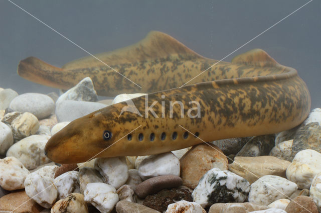 Sea Lamprey (Petromyzon marinus)