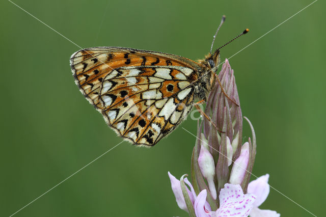 Small Pearl-Bordered Fritillary (Boloria selene)