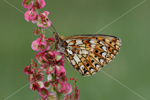 Small Pearl-Bordered Fritillary (Boloria selene)