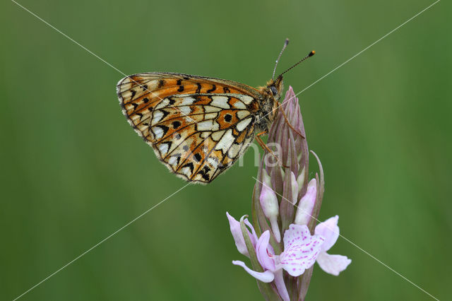 Small Pearl-Bordered Fritillary (Boloria selene)