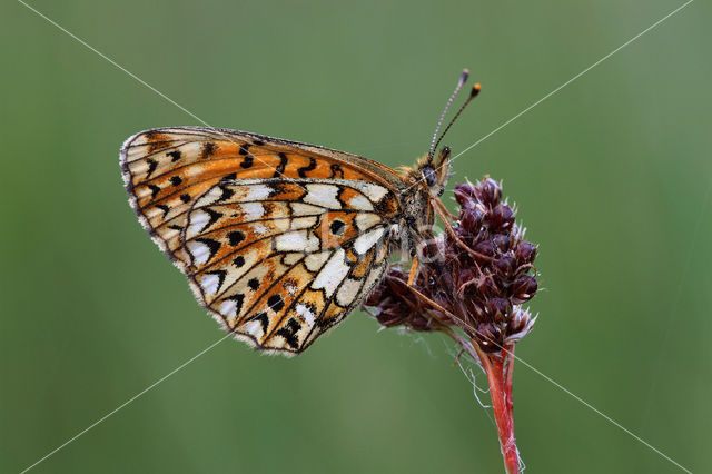 Small Pearl-Bordered Fritillary (Boloria selene)