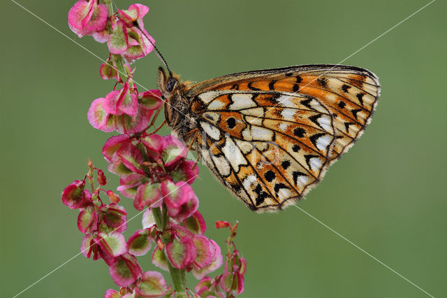 Small Pearl-Bordered Fritillary (Boloria selene)