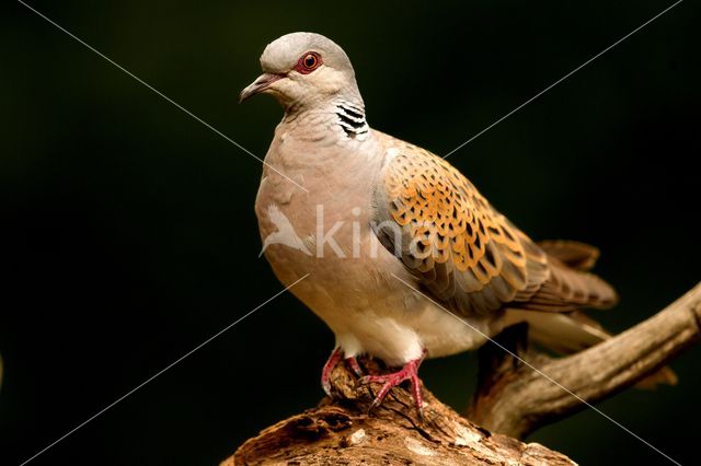 Zomertortel (Streptopelia turtur)