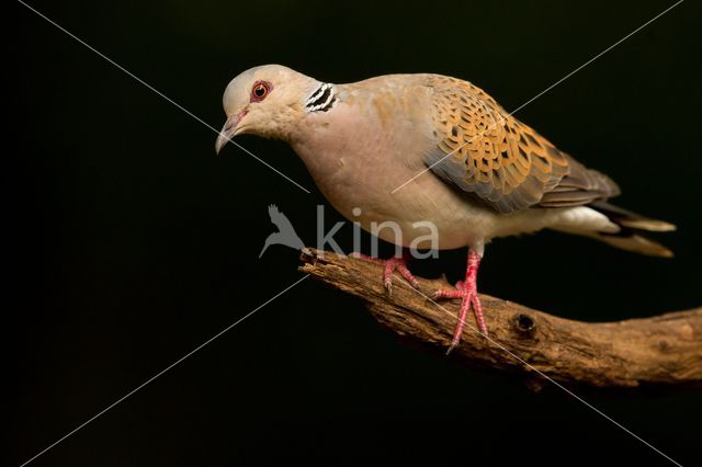 Zomertortel (Streptopelia turtur)