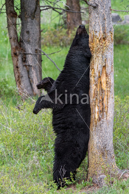 Zwarte beer (Ursus americanus)