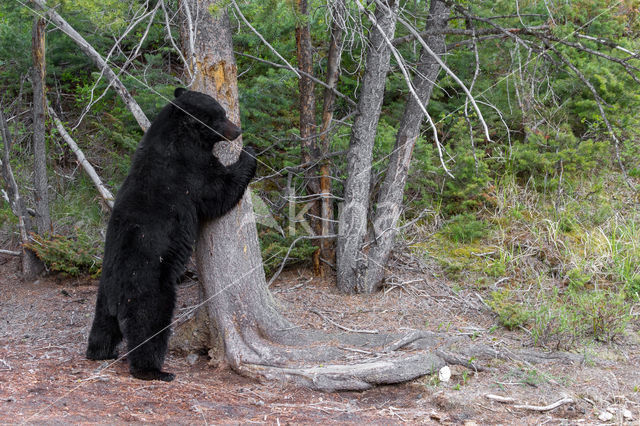 American black bear (Ursus americanus)