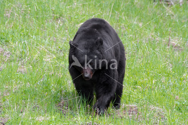 Zwarte beer (Ursus americanus)