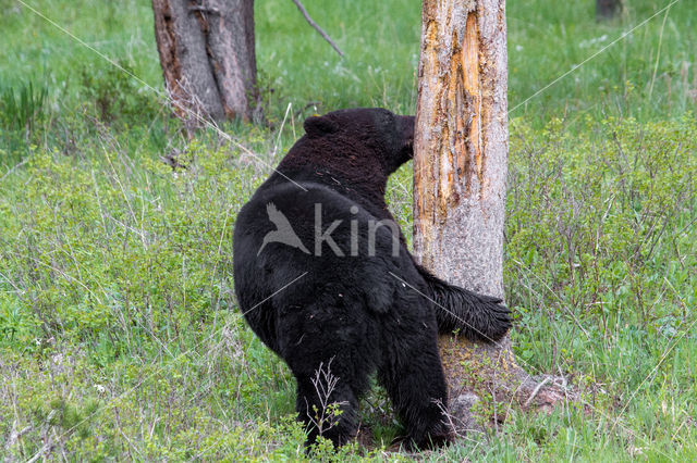 American black bear (Ursus americanus)