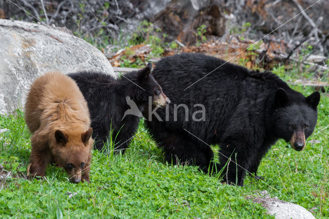 Zwarte beer (Ursus americanus)