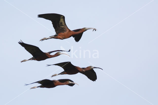 Glossy Ibis (Plegadis falcinellus)