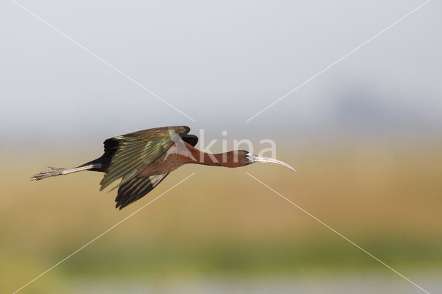 Zwarte Ibis (Plegadis falcinellus)