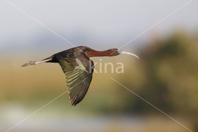 Zwarte Ibis (Plegadis falcinellus)