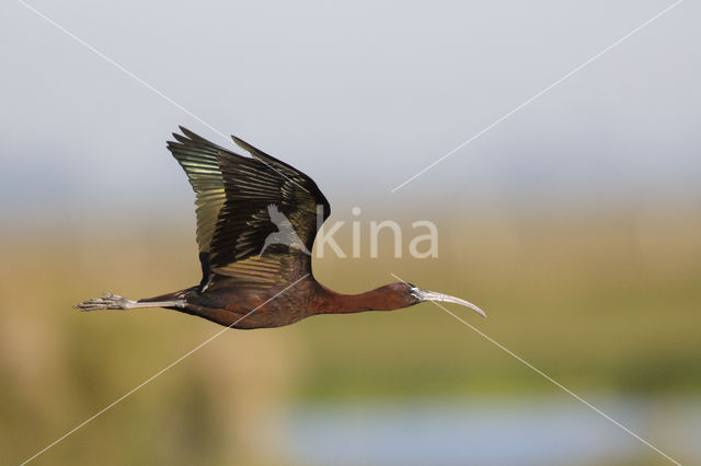 Glossy Ibis (Plegadis falcinellus)