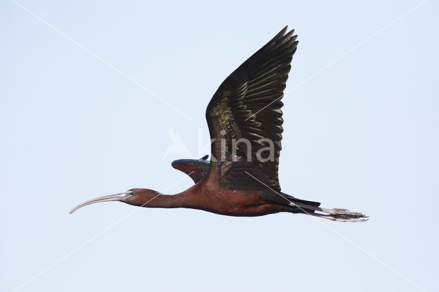 Zwarte Ibis (Plegadis falcinellus)