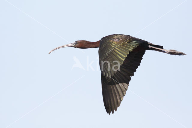 Zwarte Ibis (Plegadis falcinellus)