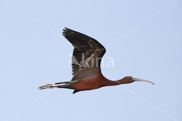 Glossy Ibis (Plegadis falcinellus)