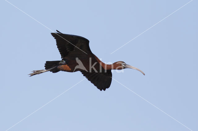Zwarte Ibis (Plegadis falcinellus)