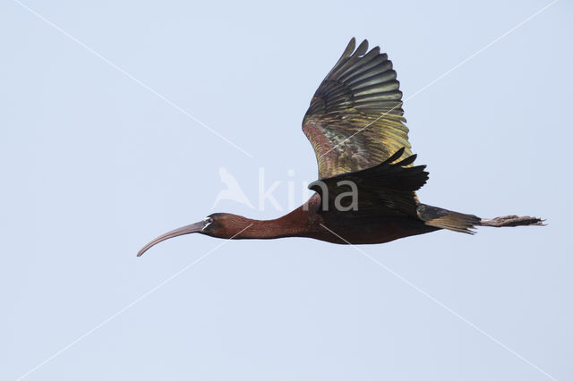 Zwarte Ibis (Plegadis falcinellus)