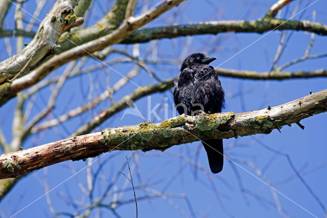 Carrion Crow (Corvus corone)