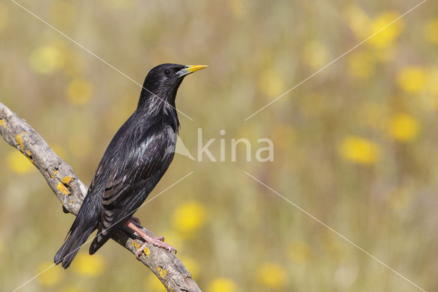 Zwarte Spreeuw (Sturnus unicolor)