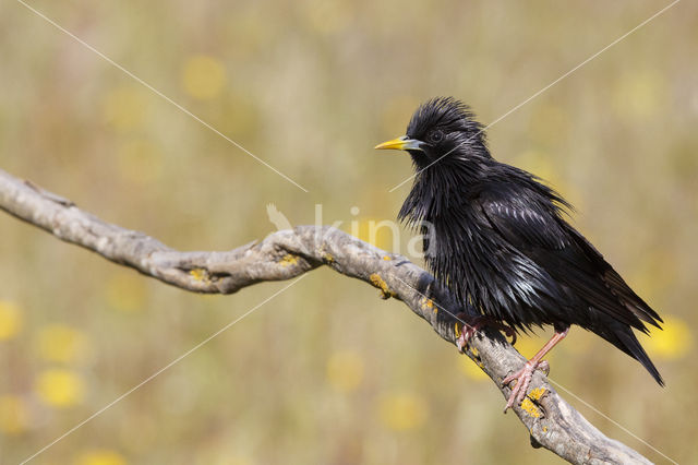 Zwarte Spreeuw (Sturnus unicolor)