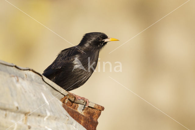 Spotless Starling (Sturnus unicolor)