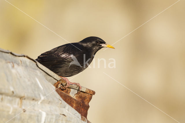 Zwarte Spreeuw (Sturnus unicolor)