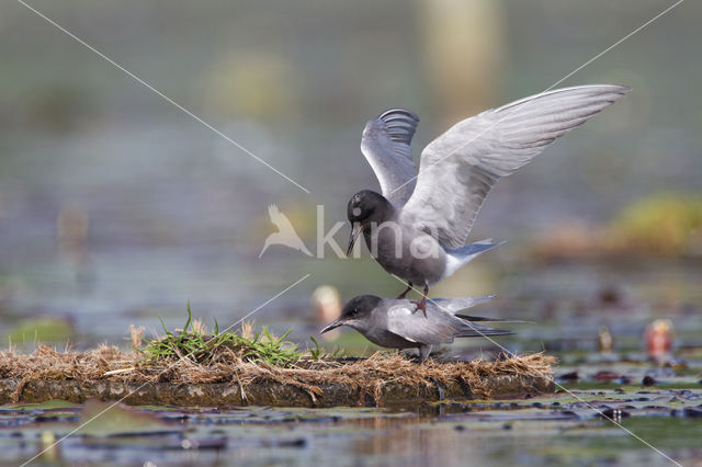 Black Tern (Chlidonias niger)