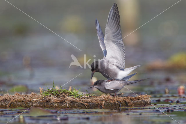 Black Tern (Chlidonias niger)