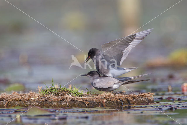 Zwarte Stern (Chlidonias niger)