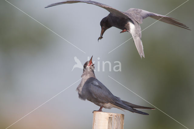 Black Tern (Chlidonias niger)