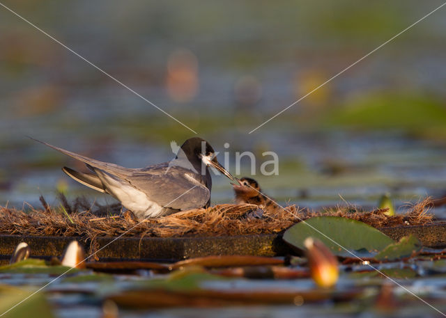 Zwarte Stern (Chlidonias niger)