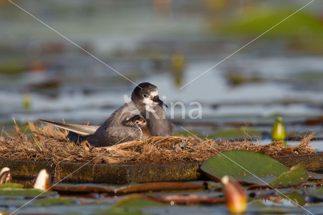 Zwarte Stern (Chlidonias niger)