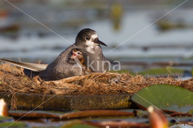 Black Tern (Chlidonias niger)