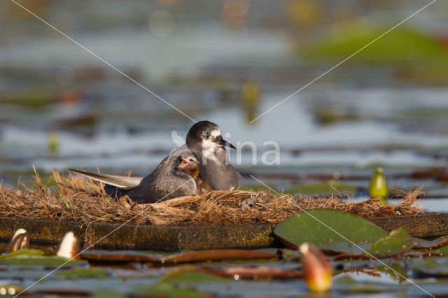 Zwarte Stern (Chlidonias niger)