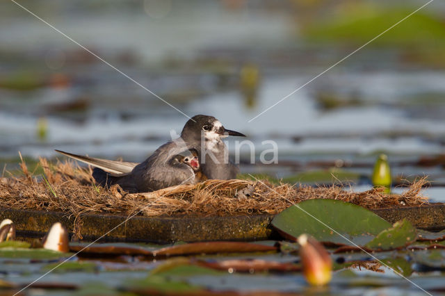 Zwarte Stern (Chlidonias niger)