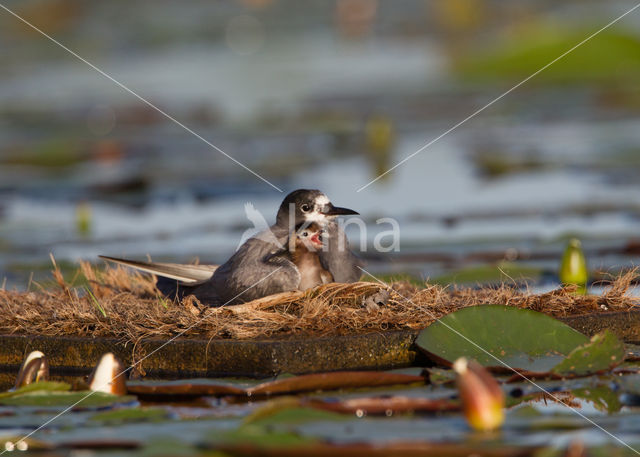 Zwarte Stern (Chlidonias niger)