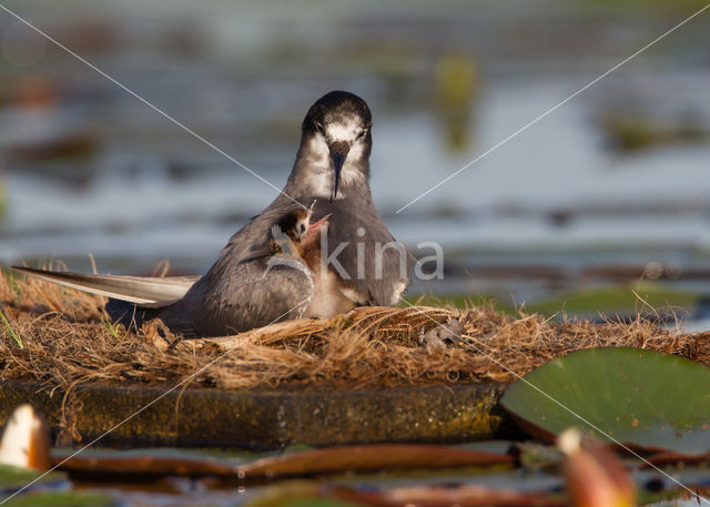 Zwarte Stern (Chlidonias niger)