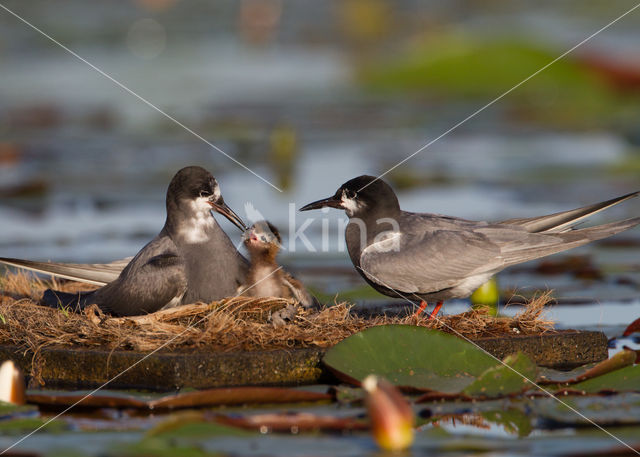 Black Tern (Chlidonias niger)