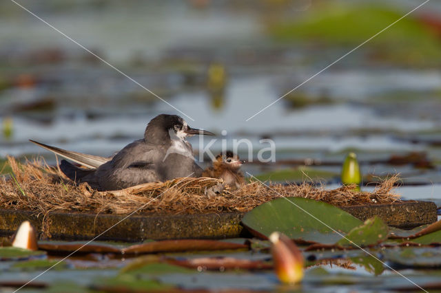 Black Tern (Chlidonias niger)