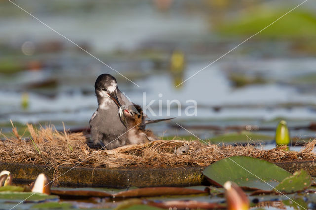 Black Tern (Chlidonias niger)