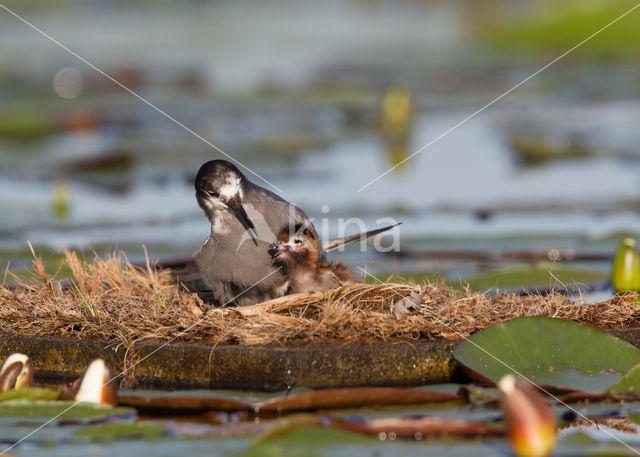 Zwarte Stern (Chlidonias niger)