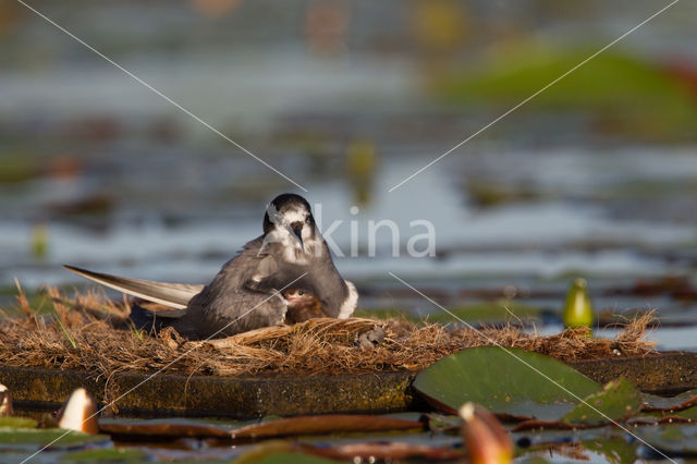 Zwarte Stern (Chlidonias niger)