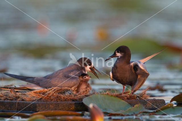 Black Tern (Chlidonias niger)