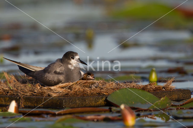 Zwarte Stern (Chlidonias niger)