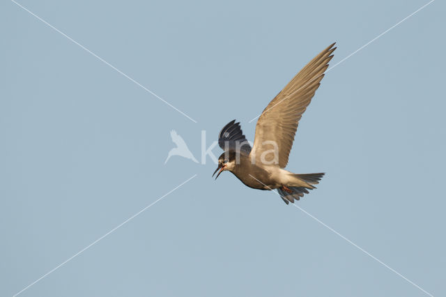 Black Tern (Chlidonias niger)